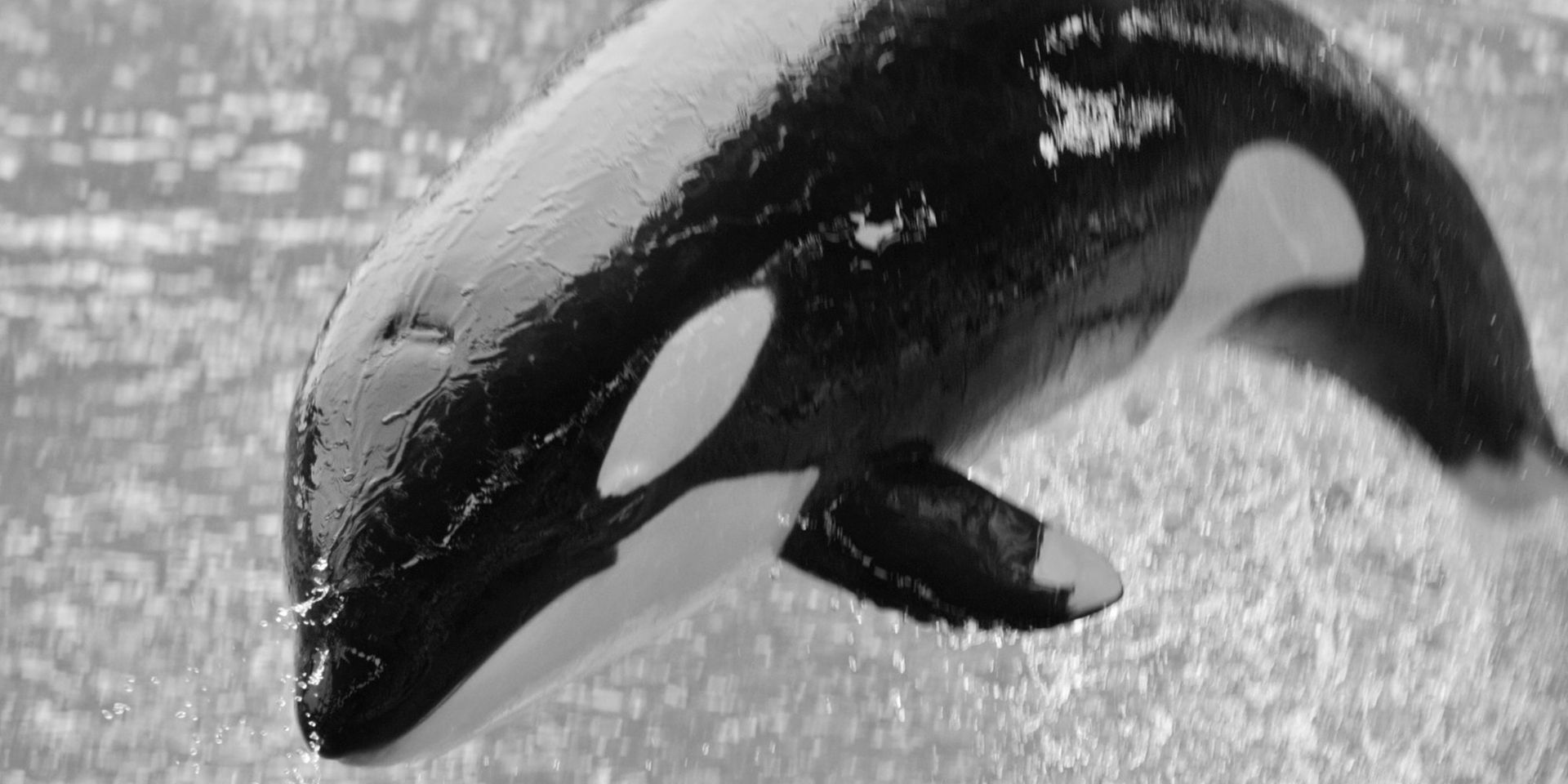 World Whale Day (FEB 21) Reading