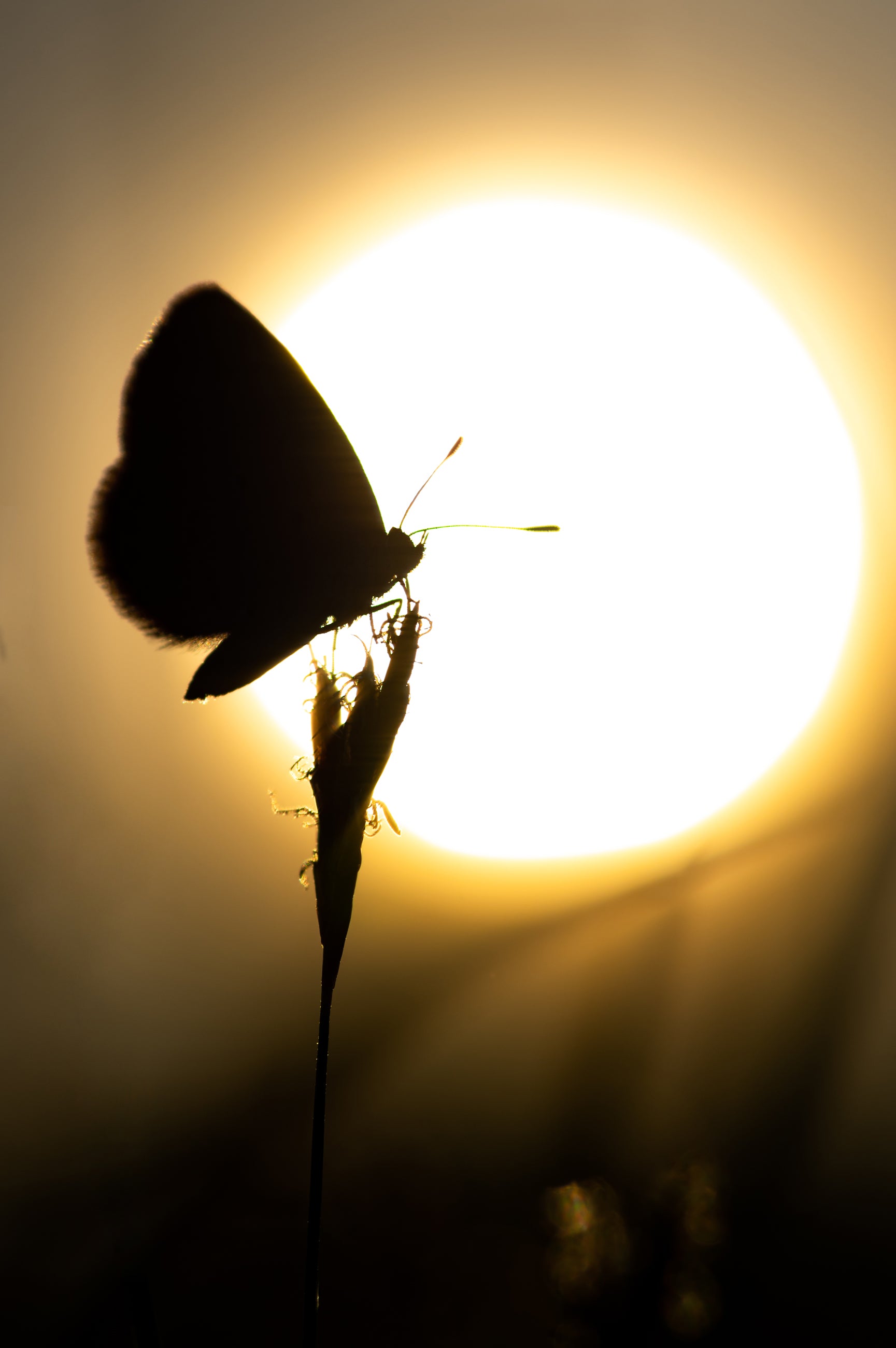 Why Enlightenment?